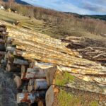 Birkenstammholz – Komplette LKW-Ladung 50 Raummeter – PEFC-zertifiziert
