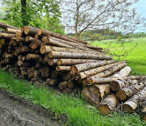 main-4.jpg Fichtenstammholz – Komplette LKW-Ladung 50 Raummeter – PEFC-zertifiziert – Bild 1