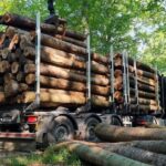 Nadelholz-Stammholz – Komplette LKW-Ladung 50 Raummeter – PEFC-zertifiziert